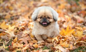 医療脱毛の効果はいつまで持続するのか？