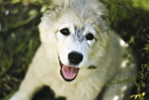 医療脱毛で痛みが少ない最安のクリニックはどこですか？