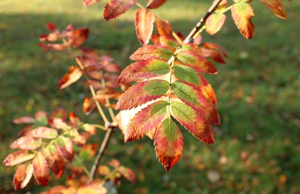 初回限定割引を受けるための手続きはどうすればいい？